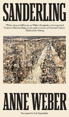 Sanderling wer. angielska